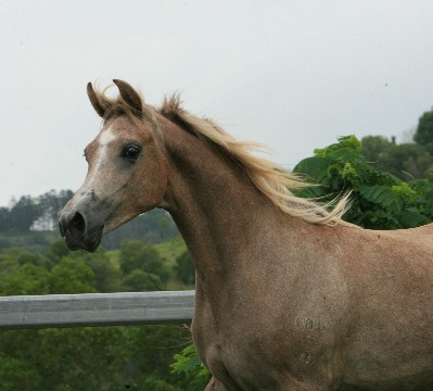 Seraphina of Chaswyck (Baarafi imp USA x Chaswyck On Gossemer Wings)