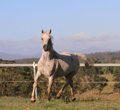 Chaswyck Ophelia (Simeon Sochain exp USA x GR Madarah imp Ger/exp UAE)