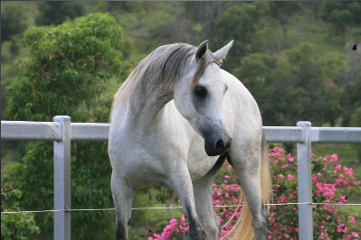 Chaswyck Nile Queen (Chaswyck Ace of Spade (dec) x Tallalee Mahrousha exp NZ)