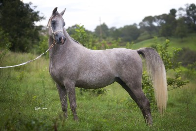 Chaswyck Ivory Satin (Baarafic imp USA x Chaswyck Diamonds Are Forever exp UAE)